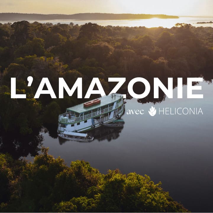 Video heliconia