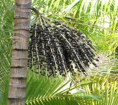 Palmier Açai