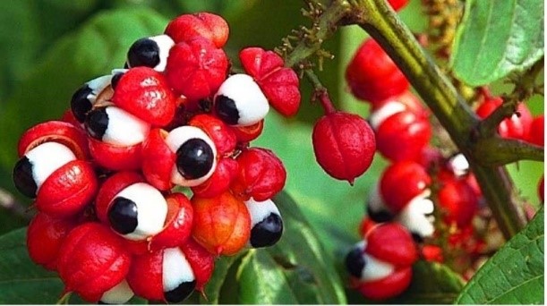 le guarana