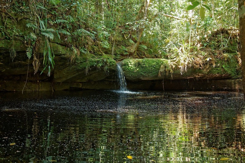 Balade dans la forêt amazonienne