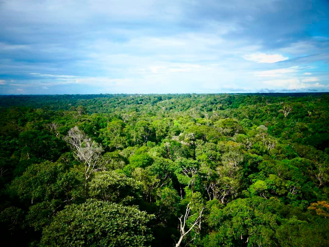 canopee-amazonie