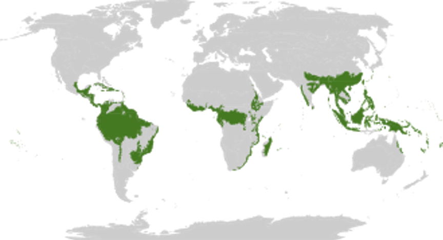 forêts-ceinture-verte-planète