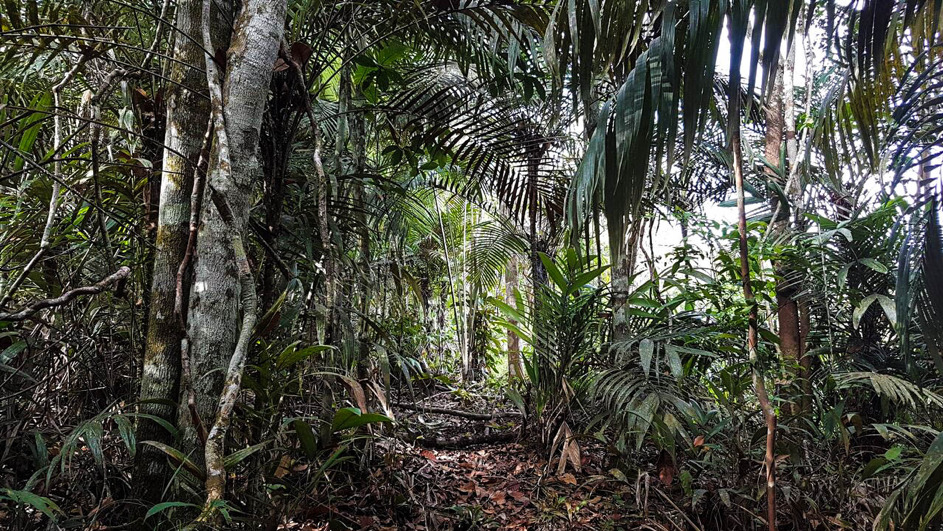 chemin-foret-amazonienne