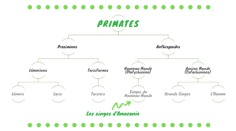 classification-primates