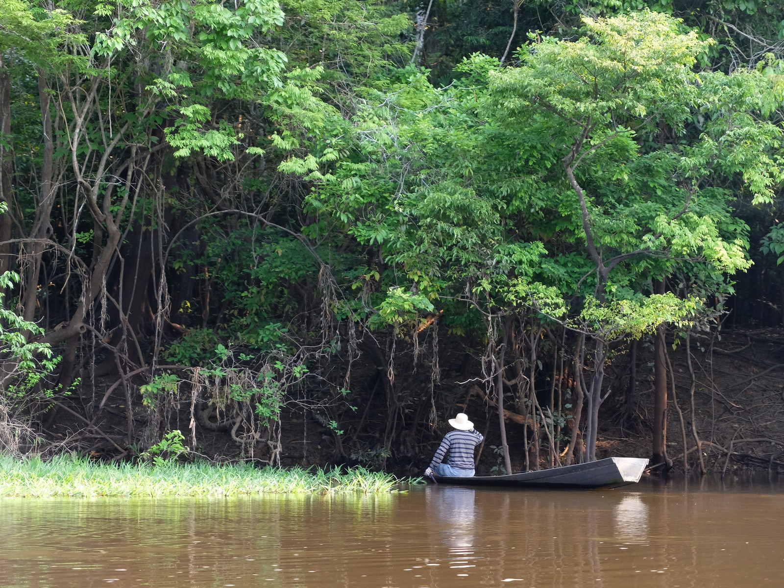 igapo-forêt-immergée-amazonie