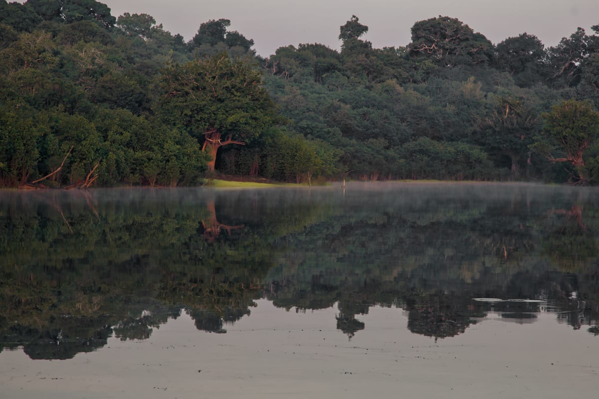 rive-rio-negro-foret-amazonienne