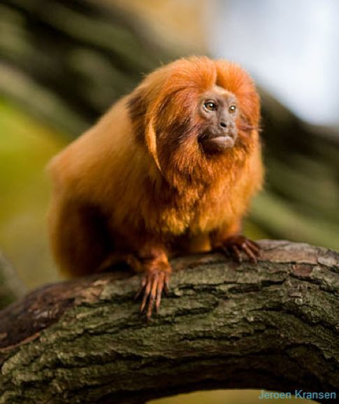 singe-tamarin-lion-doré