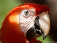 photo de profil d'un ara en amazonie