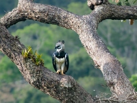 photo d'un aigle harpie d'amazonie