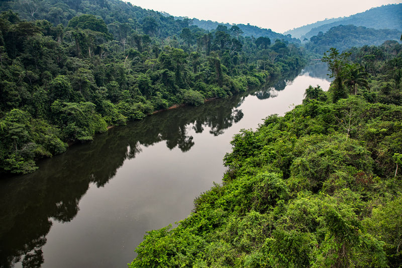 forêt amazonienne vue de haut