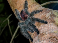 une mygale sur un arbre en forêt amazonienne