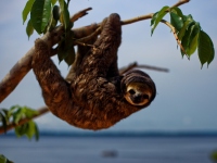 paresseux en forêt amazonienne