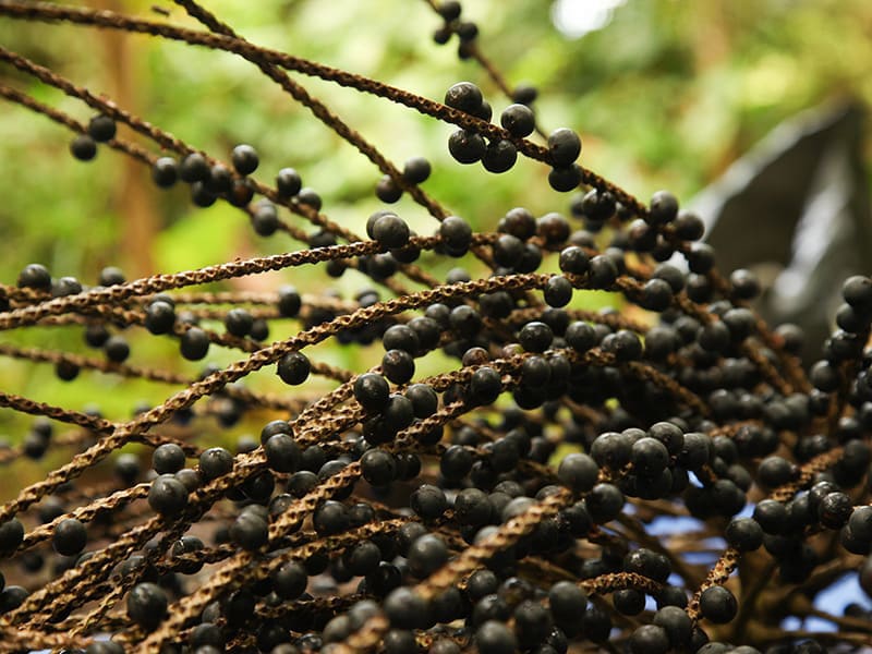 Gros plan sur des grappes de baies d’açaï noires, encore attachées à leurs longues tiges fibreuses, après récolte
