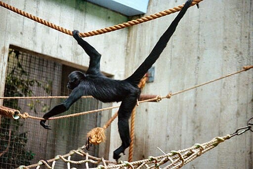 Un atèle à tête noire (Ateles fusciceps) traverse des cordages en écartant largement ses membres : ses longs bras et jambes ainsi que sa queue préhensile forment une posture d’équilibriste typique des singes-araignées.