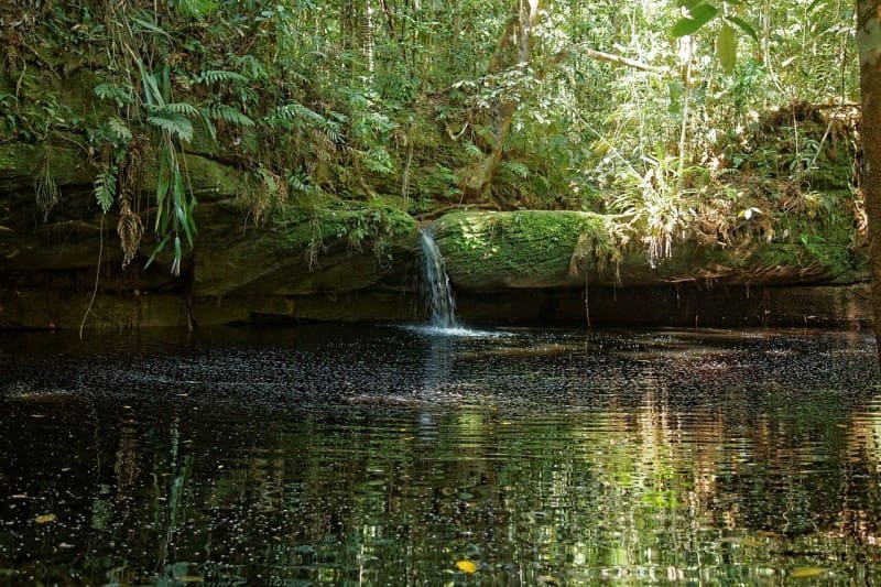 Une petite cascade coule discrètement d’un rocher couvert de mousse dans une clairière de la forêt amazonienne