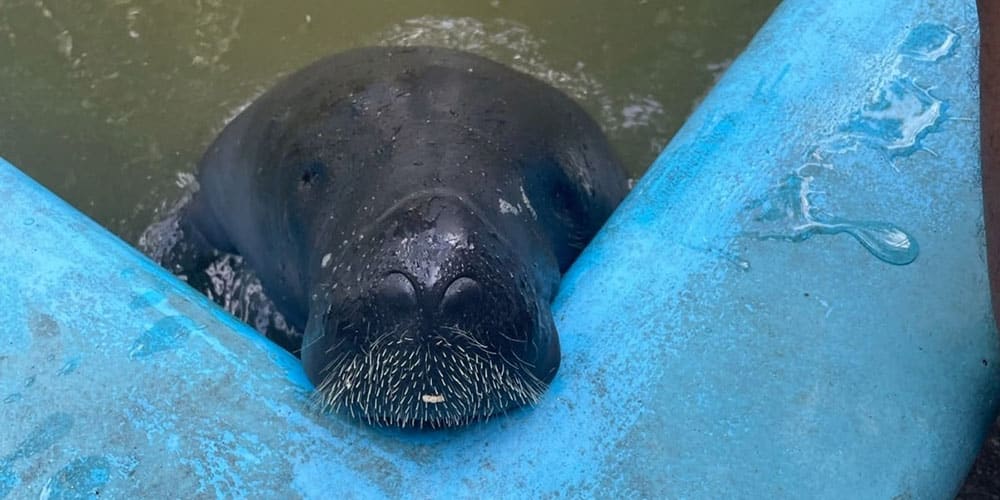  Un lamantin d’Amazonie
