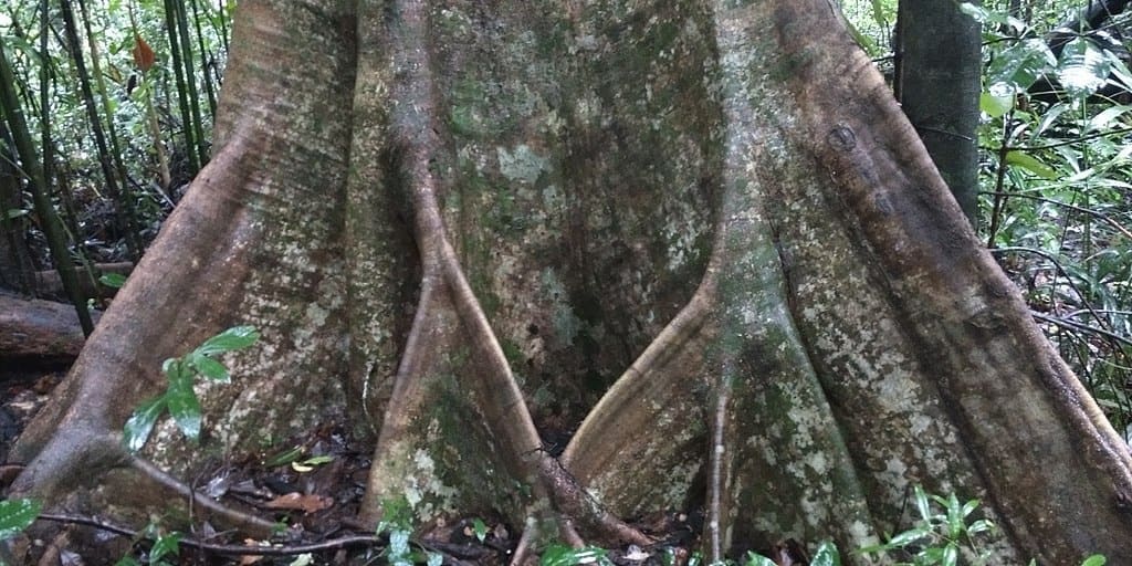 De larges racines contreforts soutenant la base d’un arbre imposant, entourées d’une végétation humide de sous-bois.