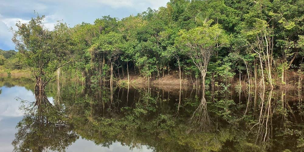 Photo de la forêt amazonienne se reflétant parfaitement dans les eaux calmes d'un rio