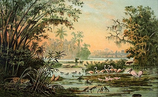 Illustration naturaliste montrant une scène de marécage tropical près du fleuve Orénoque