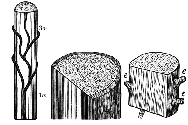 Illustration en noir et blanc représentant trois types de bois taillé