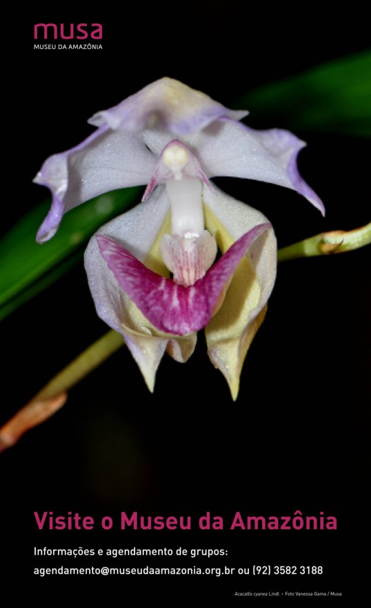 orchidée Musa Heliconia