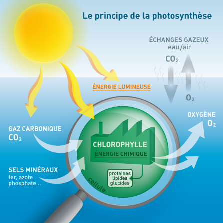  photosynthèse-marine-phytoplancton