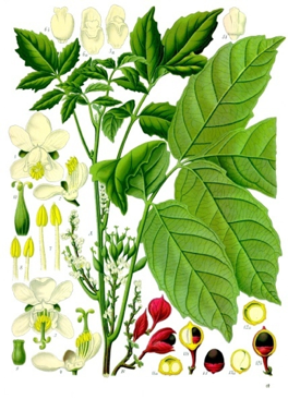 plante-guarana