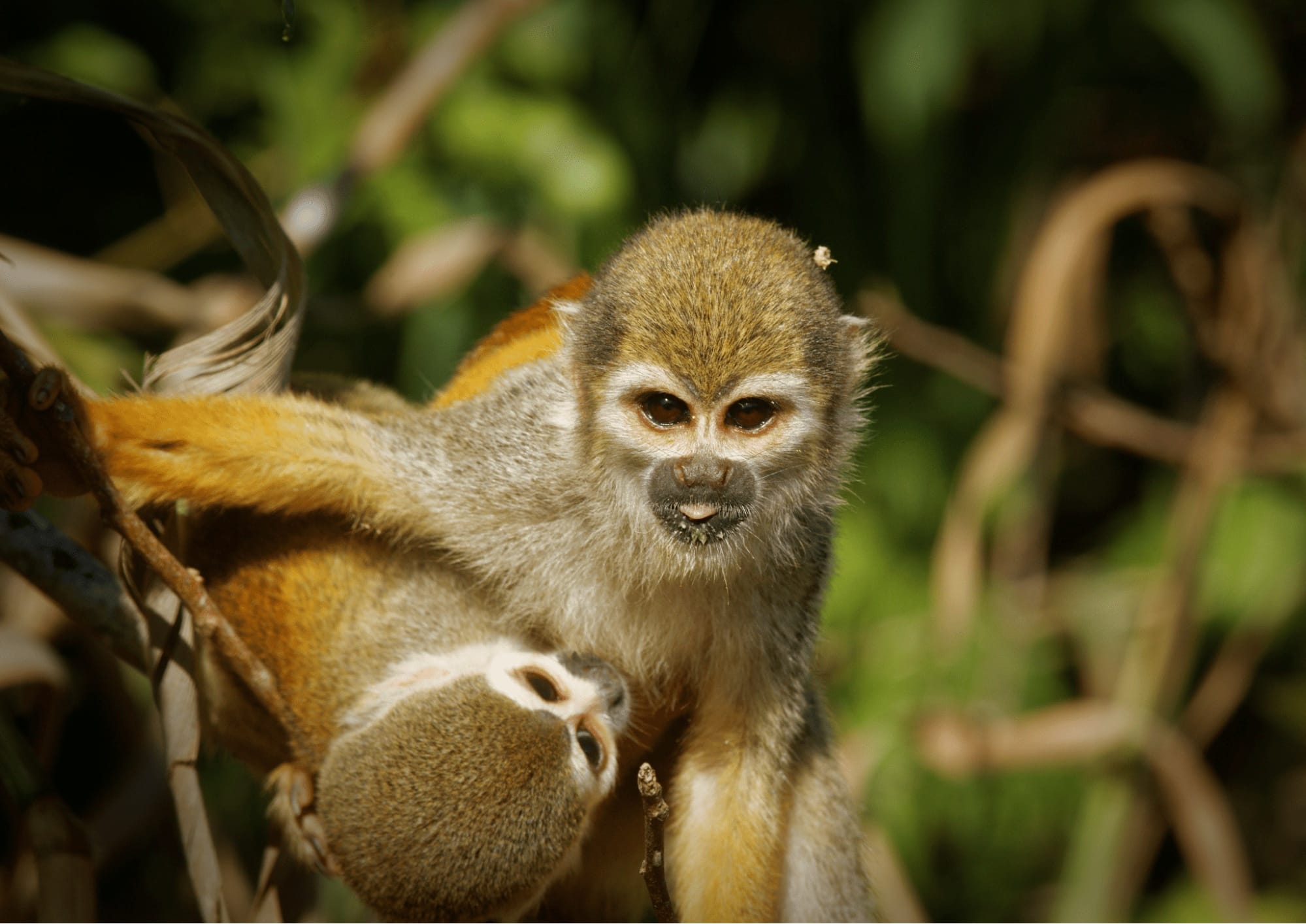 singes-amazonie-famille