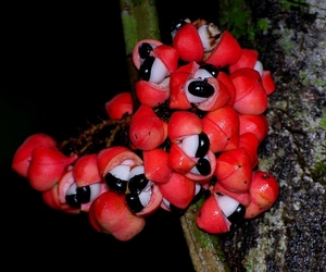 Le guarana, ce fruit énergisant