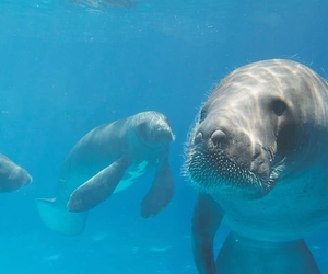 Les lamantins d’Amazonie