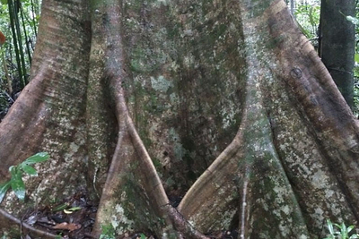 Tourisme scientifique en Amazonie : deux stratégies d’adaptation des végétaux