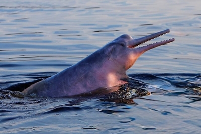 Dauphins roses, tourisme durable et authenticité