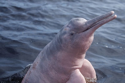 Les dauphins roses, mythiques créatures de l’Amazonie