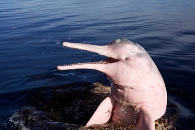 Le dauphin rose, Inia geoffrensis