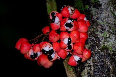 Le guarana, ce fruit énergisant