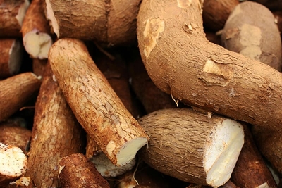 Le manioc, base de l'alimentation amazonienne
