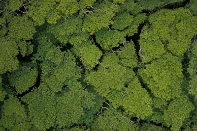 L’Amazonie : le poumon de la Terre ?