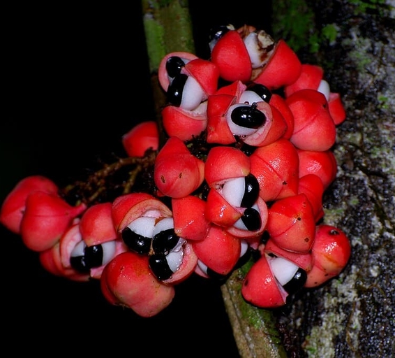 Grappe de fruits de guaraná rouges éclatés laissant apparaître leurs graines noires entourées d’arilles blanches, accrochée au tronc d’un arbre.