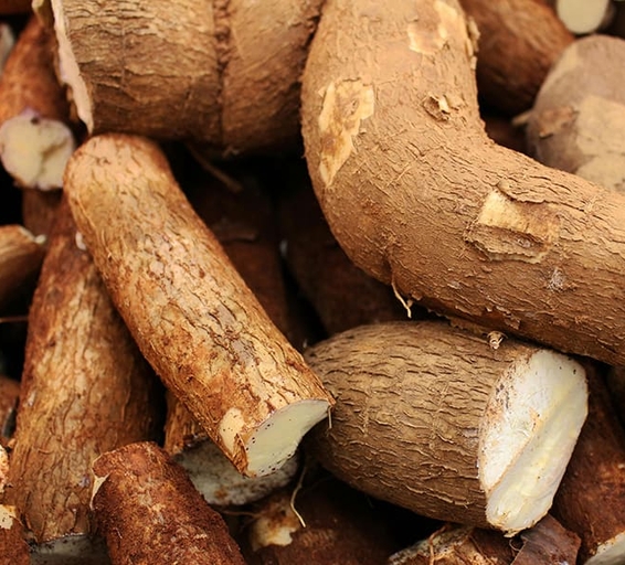 Manioc