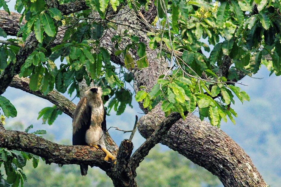 Aigle Harpie espèce menacée forêt tropicale amazonienne