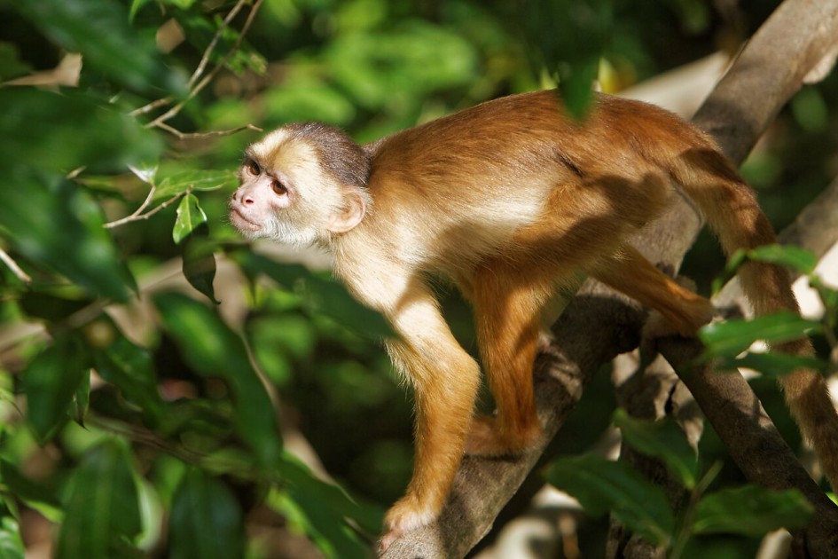 singe amazonie brésil