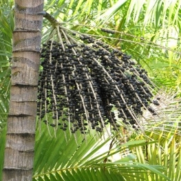 Palmier Açai