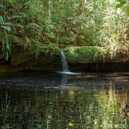 Balade dans la forêt amazonienne