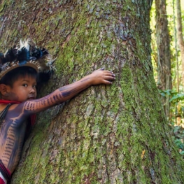 La déforestation : le fléau de la forêt amazonienne