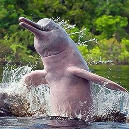 Les dauphins roses, mythiques créatures de l’Amazonie