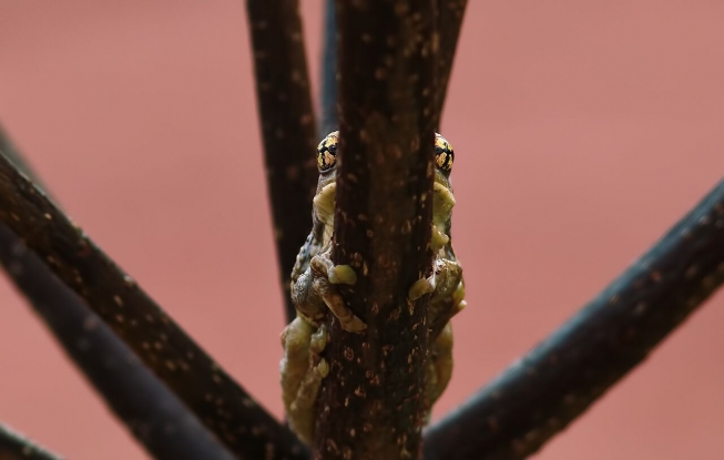 grenouille sur fond rose en forêt amazonienne