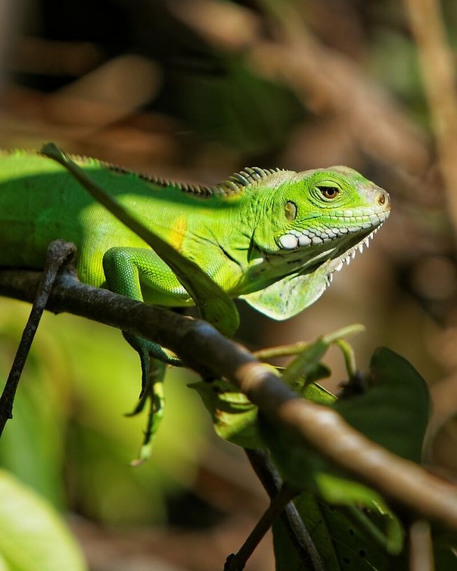 iguane aux écailles vertes 