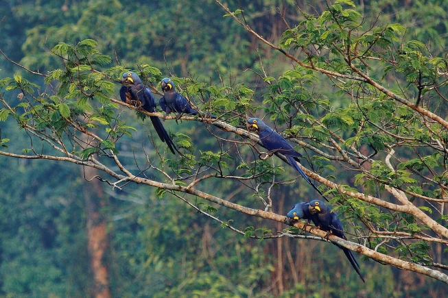 aras bleus foret amazonienne