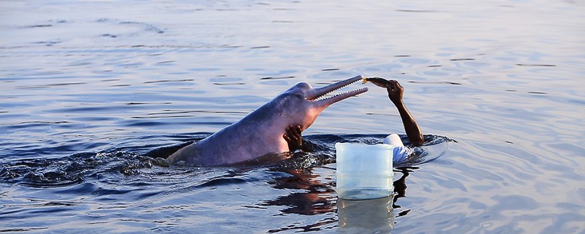 Dauphins roses, tourisme durable et authenticité