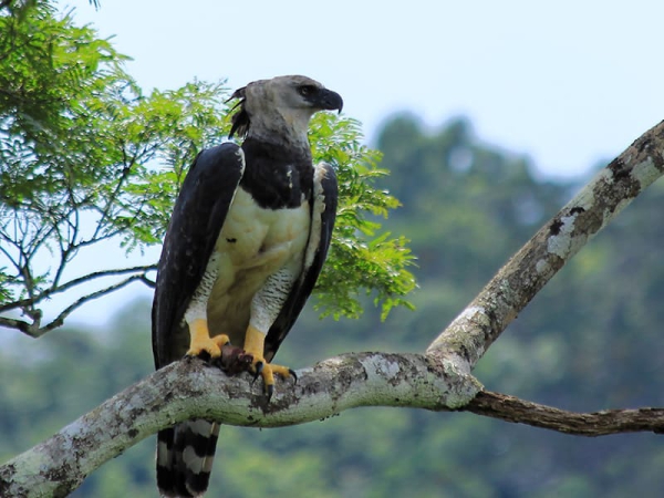 L'aigle harpie